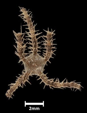 Media type: image;   Invertebrate Zoology OPH-3700 Description: Top down view of single ophiuroid specimen with a scale bar.;  Aspect: dorsal